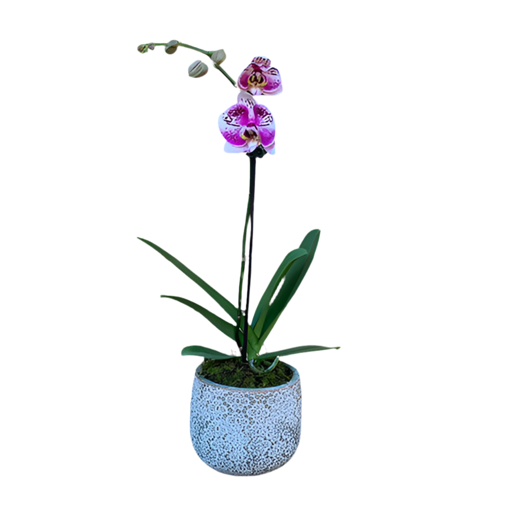 Potted Orchid
