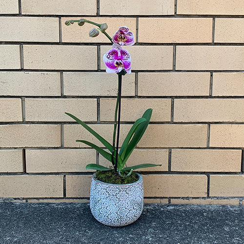 Potted Orchid
